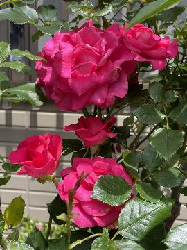 薔薇1