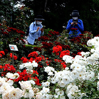 写真を撮るご婦人2人と赤と白の花畑の画像