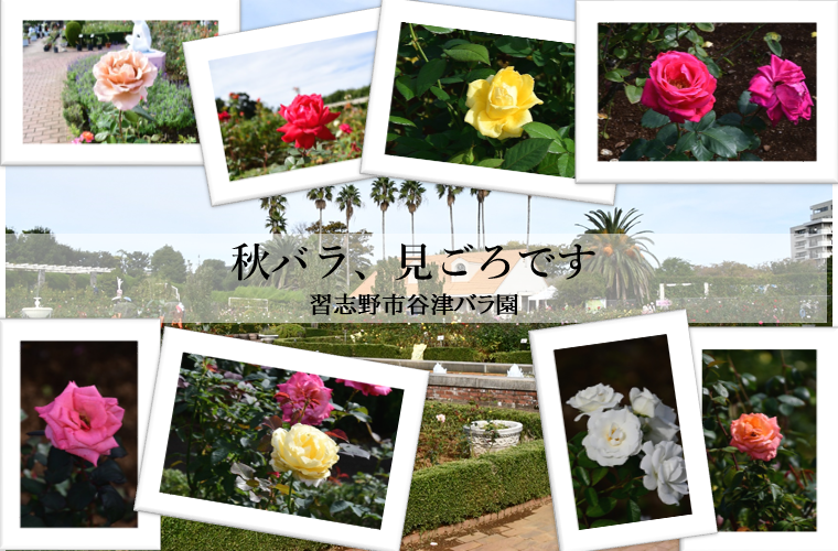 谷津バラ園ホームページへ遷移