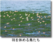 干潟で羽を休める鳥たちの写真