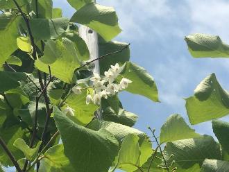 小さな白い花を咲かせた白雲木の写真