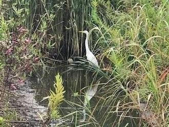 草の陰に佇んでいるシラサギの写真