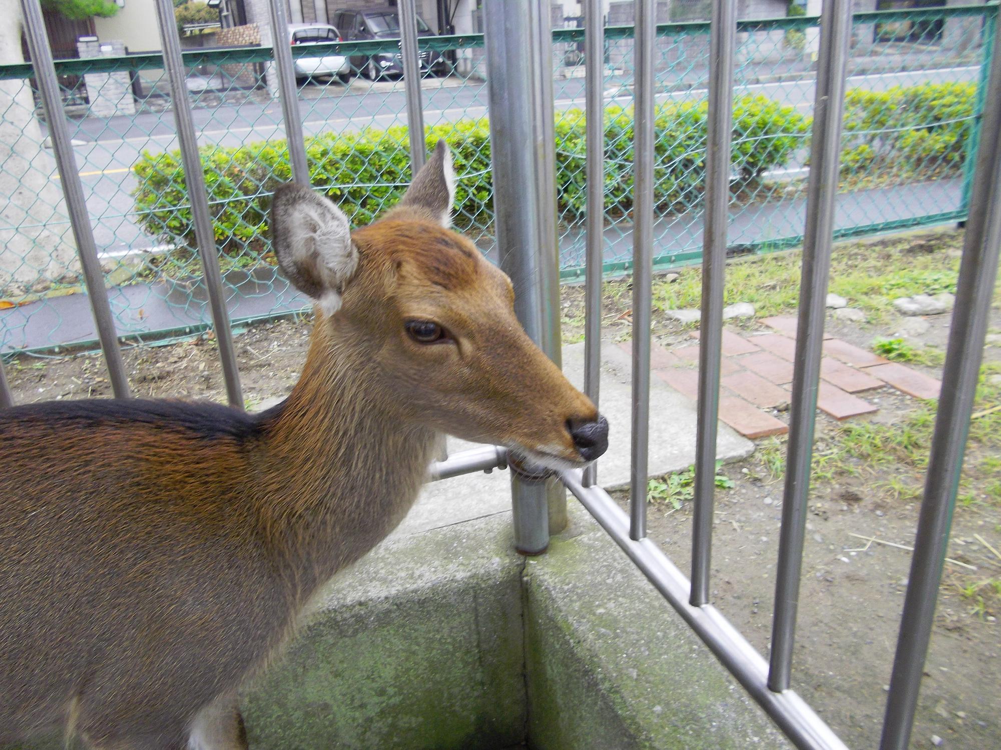 モモ