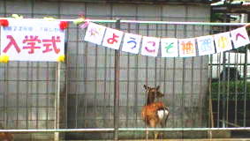 小鹿の入学式