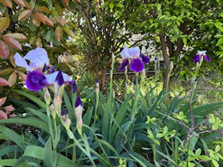 アヤメの花