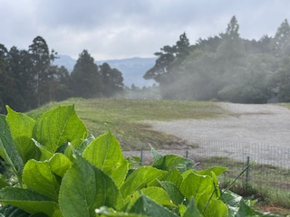 霧の朝