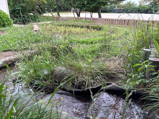 田んぼの様子