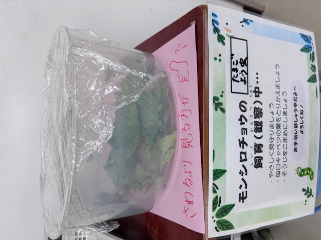 モンシロチョウのたまごを入れた容器