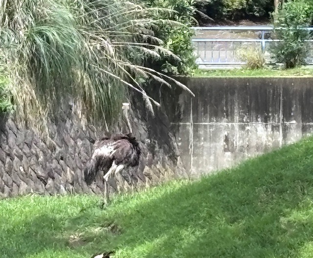 ダチョウが歩く様子