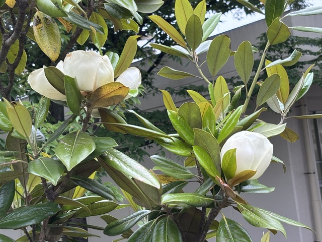 タイサンボクのつぼみ