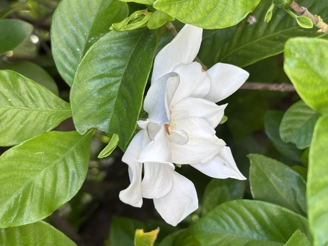 くちなしの花