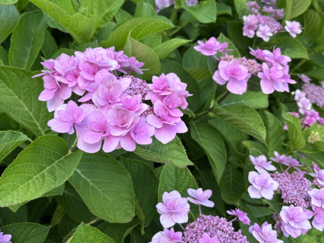 アジサイの花