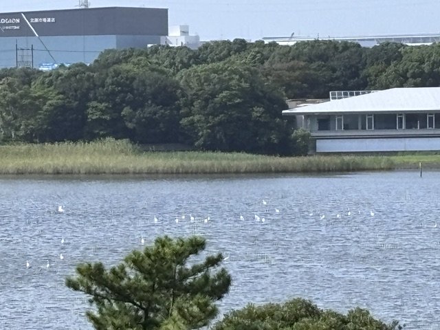 干潟の様子