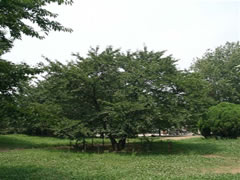 中央に植えられた緑色の葉を付けたソメイヨシノの写真