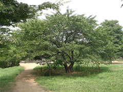 歩道の脇に植えられた緑色の葉をしたソメイヨシノの写真