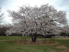 周りを杭で囲まれたソメイヨシノが花を咲かせている写真