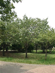 谷津公園の緑色の葉を付けたウコン（サクラ）の木の全体を撮影した写真