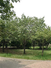 谷津公園の緑色の葉を付けたウコン(サクラ)の木の全体を撮影した写真