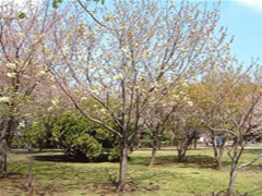 黄色い花を所々咲かせたウコン（サクラ）の木の写真