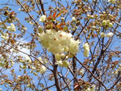 枝に黄色い花を咲かせたウコン（サクラ）をアップで写した写真