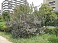 奥にマンションが見える谷津公園のスモークツリーの全体を撮影した写真