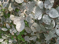 灰色になったスモークツリーの葉をアップで写した写真