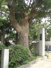 西光寺山門の歩道の隣にあるタブノキの根元から幹を撮影した写真