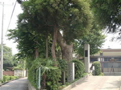 西光寺山門の歩道と歩道の間にあるタブノキが生い茂っている写真