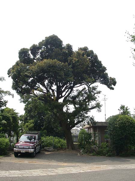 西光寺境内に停まっている車と大きなスダジイの全体を撮影した写真