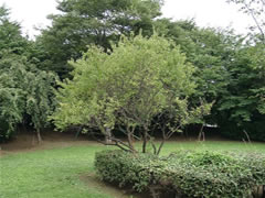 秋津公園やすらぎ広場の垣根の傍にある緑色の葉がついたウメの木の写真