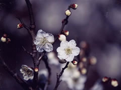 白い花の咲いたウメの木の枝をアップで写した写真