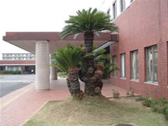 総合福祉センターの正面入り口の隣に植えられたソテツの写真