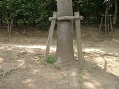 根元を木材で保護しているユリノキを撮影した写真