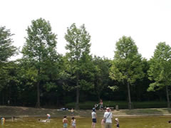 香澄公園の周りに横一列に並んで生えているユリノキの写真