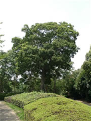 香澄公園の遊歩道に植えてあるエノキの写真
