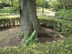 円形の低い垣根に囲まれたエノキの根元の写真