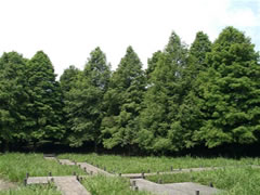 香澄公園の奥に複数のラクウショウが並んで生えている写真