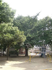 色づく前の緑のイチョウの木が遊具の近くに植えられている写真