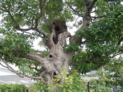 マルエツ駐車場にあるタブノキの幹や枝をアップで写した写真