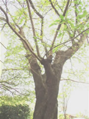 緑の葉がついたソメイヨシノの木の幹と枝の写真