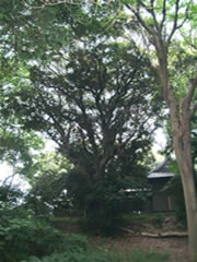 うす暗い八剣神社境内の家屋の手前に緑色の葉を付けたスダジイの木の全体を撮影した写真