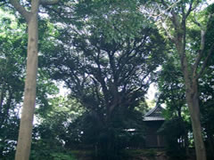 両脇に2本の樹木がある八剣神社境内の家屋の手前に緑色の葉を付けたスダジイの木が生えている写真