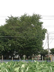 里芋の畑の奥から写した緑色のイチョウの木の写真