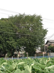 里芋の畑の中から写した緑色のイチョウの木の写真