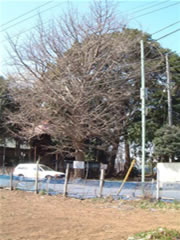 子安神社境内の全て葉が落ちたイチョウの木の全体を撮影した写真