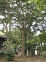 家屋の横に生えている2本のタブノキの根元から枝までを撮影した写真