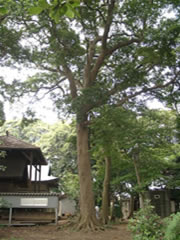 家屋の横に生えている1本のタブノキの根元から枝までを撮影した写真