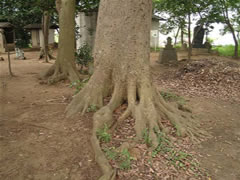 子安神社境内のタブノキの根元をアップで写した写真
