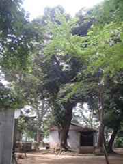 子安神社境内の家屋の前にある緑が茂ったスダジイを正面から全体を写した写真