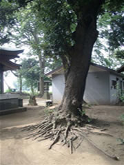 子安神社境内の家屋の前にあるたくさんの根元が土にはっているスダジイを撮影した写真
